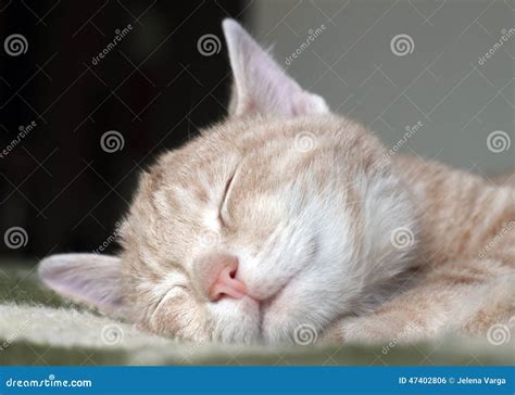 Cute kitten sleeping stock photo. Image of resting, mammal - 47402806