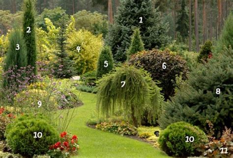 Примеры хвойных садов | Garden layout, Landscaping plants, Conifers garden