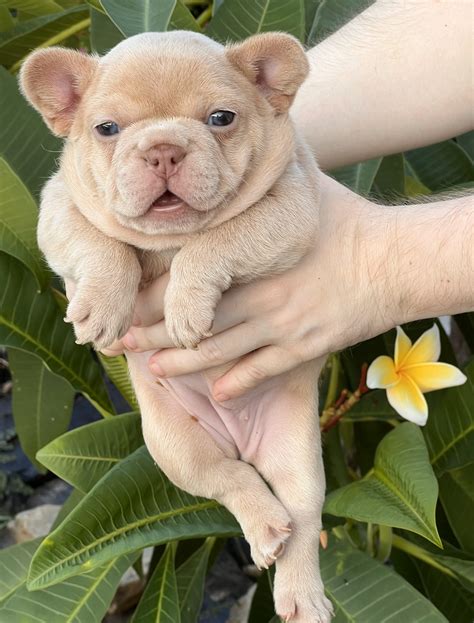 Available Puppies | Butler Pugs And Frenchies