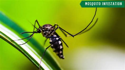 How to Identify Mosquito Infestation