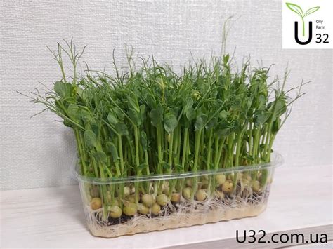 Микрозелень горошка, микрогрин, ростки. - 40 грн, купить на ИЗИ (27838976)