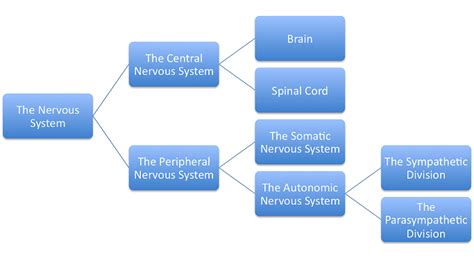 Nervous System