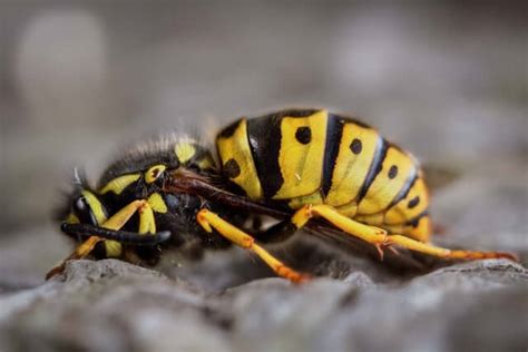 Why Wasp Control Is Important Done Right Pest Solutions