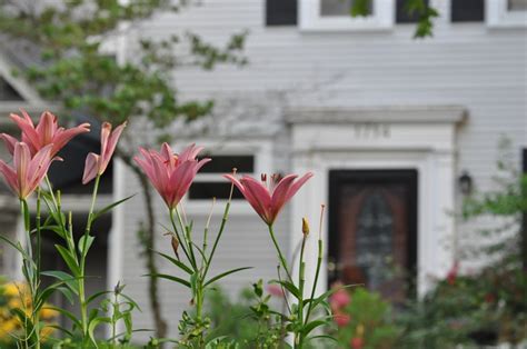 Burns Park | Flowers, Plants, Garden