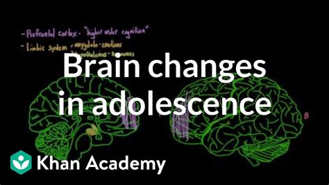 Brain Changes During Adolescence Behavior MCAT Khan Academy YouTube