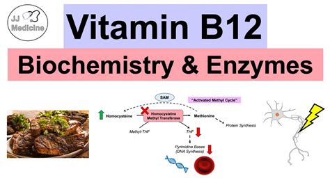 Vitamin B12 Why We Need It Biochemistry Absorption Important