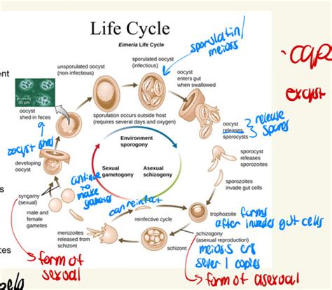 Microbiology Eukaryotic Cells Flashcards Quizlet