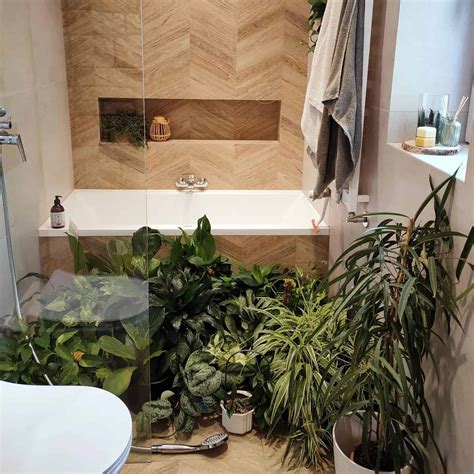 Best Bathroom Plants No Light Plants Craze