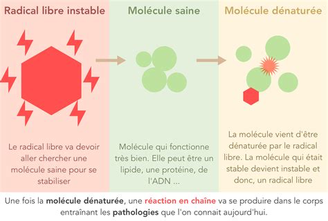 Comprendre Le Stress Oxydatif Les Radicaux Libres Et Les Antioxydants