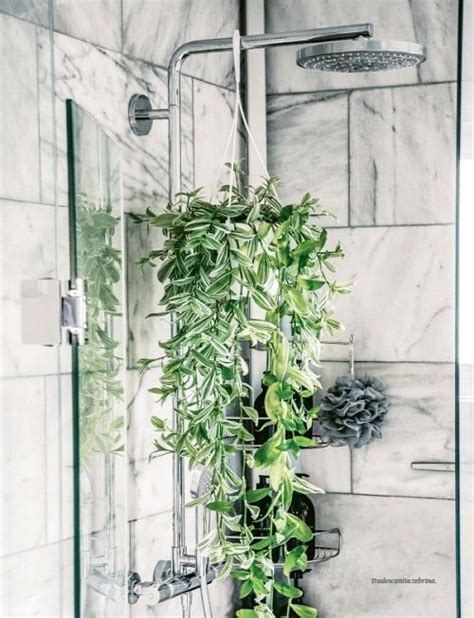 Best Shower Plants Plants To Keep In Shower