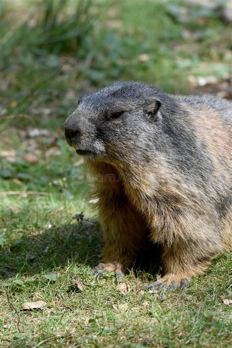 Groundhog Sitting in the Meadow Near the Entrance To the Burrow Stock ...