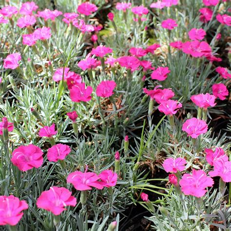 Pfingstnelke Badenia Dianthus Grat Badenia Zulauf Gartencenter