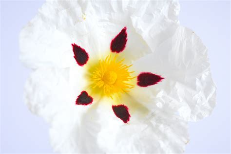 Cistus - English Growers and Distiller of UK produced Essential Oils