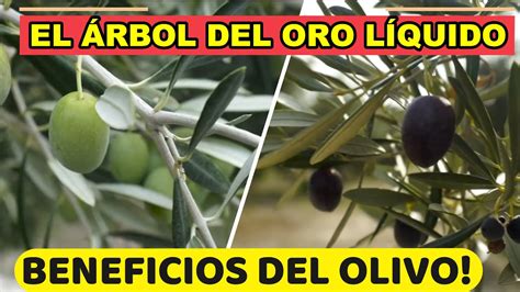 Olivo El Rbol Del Oro L Quido No Puede Faltarte En Casa Youtube