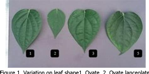 Figure 1 From GENETIC VARIABILITY OF BLACK PEPPER Piper Nigrum L