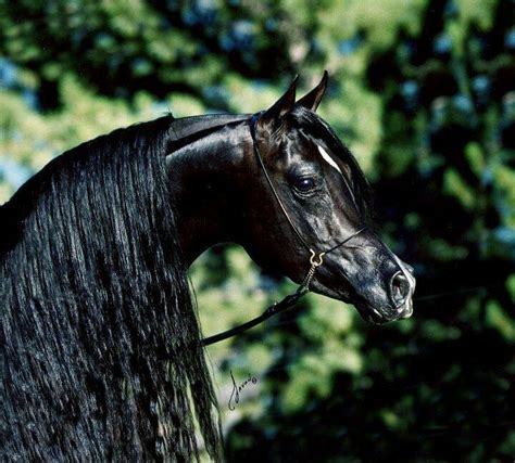 1000+ images about Arabian Horses on Pinterest | White horses, Arab american and Stables