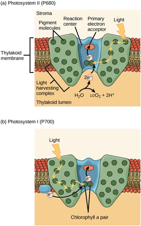 511c The Two Parts Of Photosynthesis Biology Libretexts