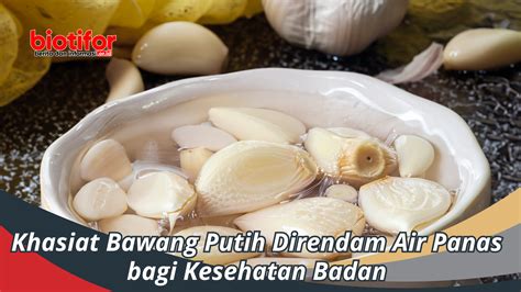 Khasiat Bawang Putih Direndam Air Panas Bagi Kesehatan Badan Biotifor