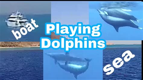 Playing Dolphins So Cute Risa Bazarte Youtube