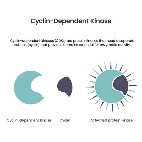 Premium Vector | Cyclin dependent kinases scientific vector ...