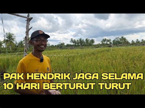 Pak Hendrik Jaga Tanaman Padi Dari Serangan Burung Tiap Hari