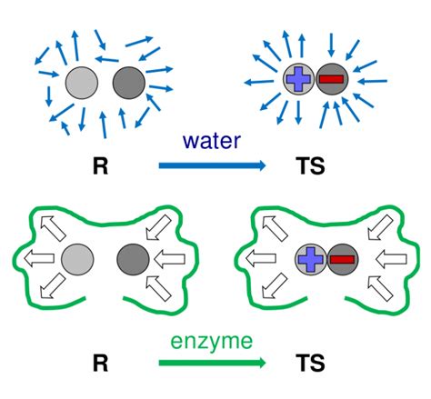 Simulating Enzyme Catalysis – Biofísica