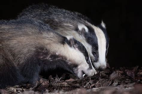 Close Up of Two Badgers Feeding Stock Photo - Image of digging, night ...