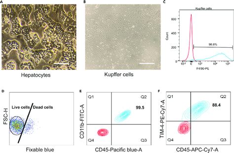 Hepatocytes And Kupffer Cells Purified From The Mouse Liver A The