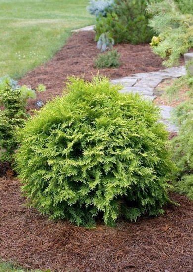 16 Different Types of Arborvitae Varieties for Privacy