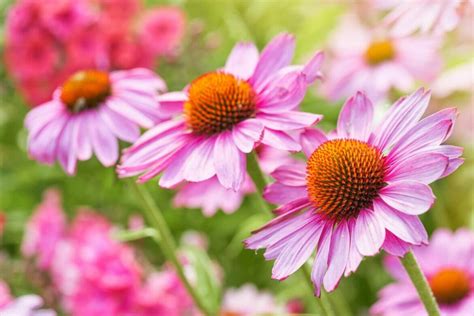 Seasonal Coneflower Q A Tips On Pruning And Cutting Back Petal Republic