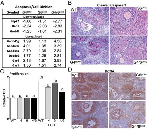 Cell Growth And Apoptosis Related Genes A List Of Selected Genes Download Scientific Diagram