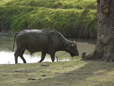 Buffle tout boueux Animaux Lac et parc national de Nakuru Vallée