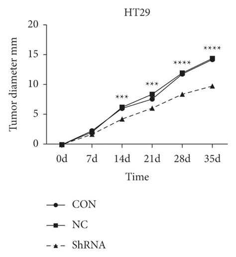 Tumor Formation In Nude Mice After CCL3 Interference In HT29 Cells A