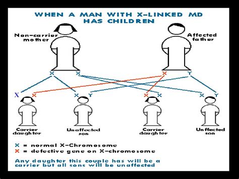 PPT Sex Chromosomes And Nondisjunction Diseases PowerPoint Presentation ID 6420043