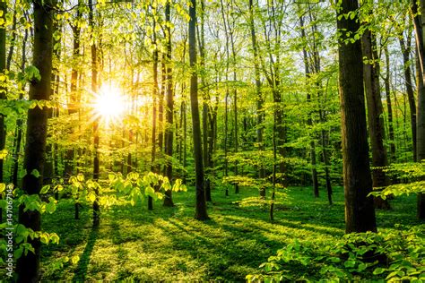 Wald im Frühling mit Sonne durch Bäume scheint Stock Foto