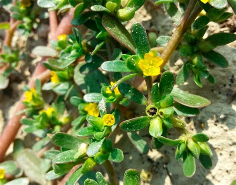 Портулак огородный (Portulaca oleracea L.) - лекарственное, съедобное ...