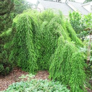 Weeping Bald Cypress Taxodium Distichum Cascade Falls Tar Heel