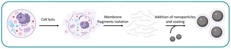 IJMS Free Full Text Cell Membrane Coated Nanoparticles For