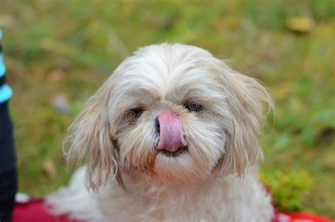 Shih tzu small dog stock image. Image of hair, pets - 275708819