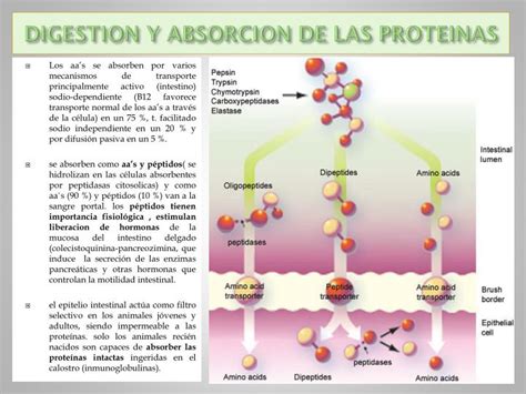 Ppt Proteinas Powerpoint Presentation Id