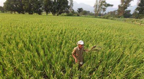 Maharashtra budget 2018-19: State’s big push for crop diversification | India News - The Indian ...