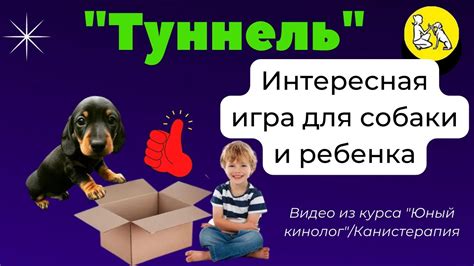 "Туннель"- супер- игра для собаки и ребенка. Из курса "Юный кинолог ...