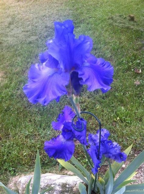 German Double Bearded Iris | Beautiful flowers, Bearded iris, Hanukkah ...