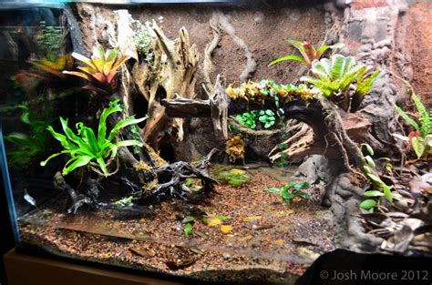 Tree Frog Terrarium Build / Vivarium Setup How To Build A Rainforest ...