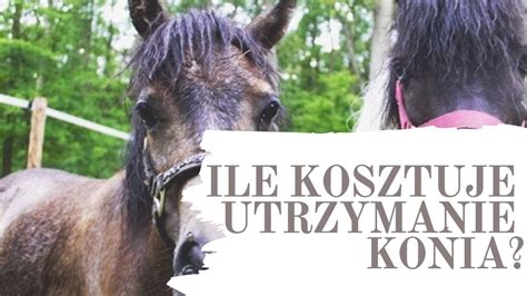 ILE KOSZTUJE UTRZYMANIE KONIA WE WŁASNEJ STAJNI VLOG Jeździecki