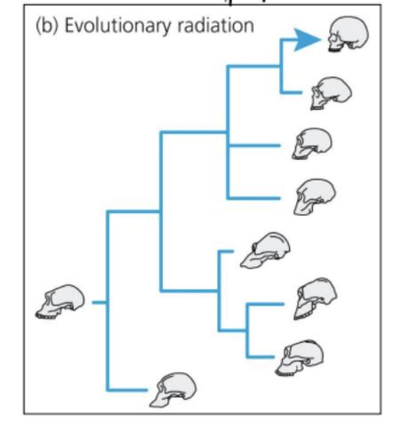 Evolution Lecture 24 Human Evolution Flashcards Quizlet