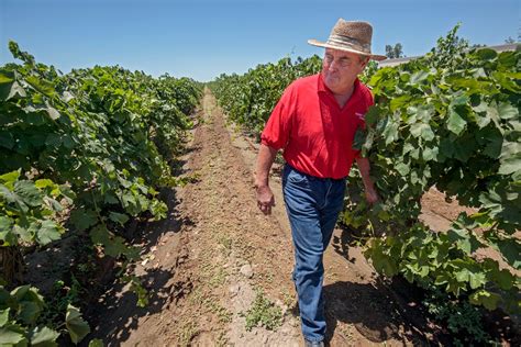 California Farmer Takes On The National Raisin Reserve The Washington