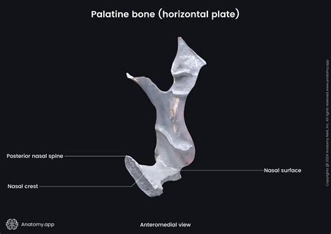 Posterior Nasal Spine Anatomy