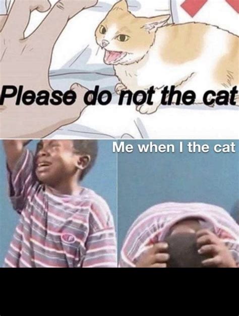 Ooh Cat Meme