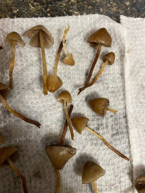 Psilocybe Pelliculosa? : r/MagicMushroomHunters